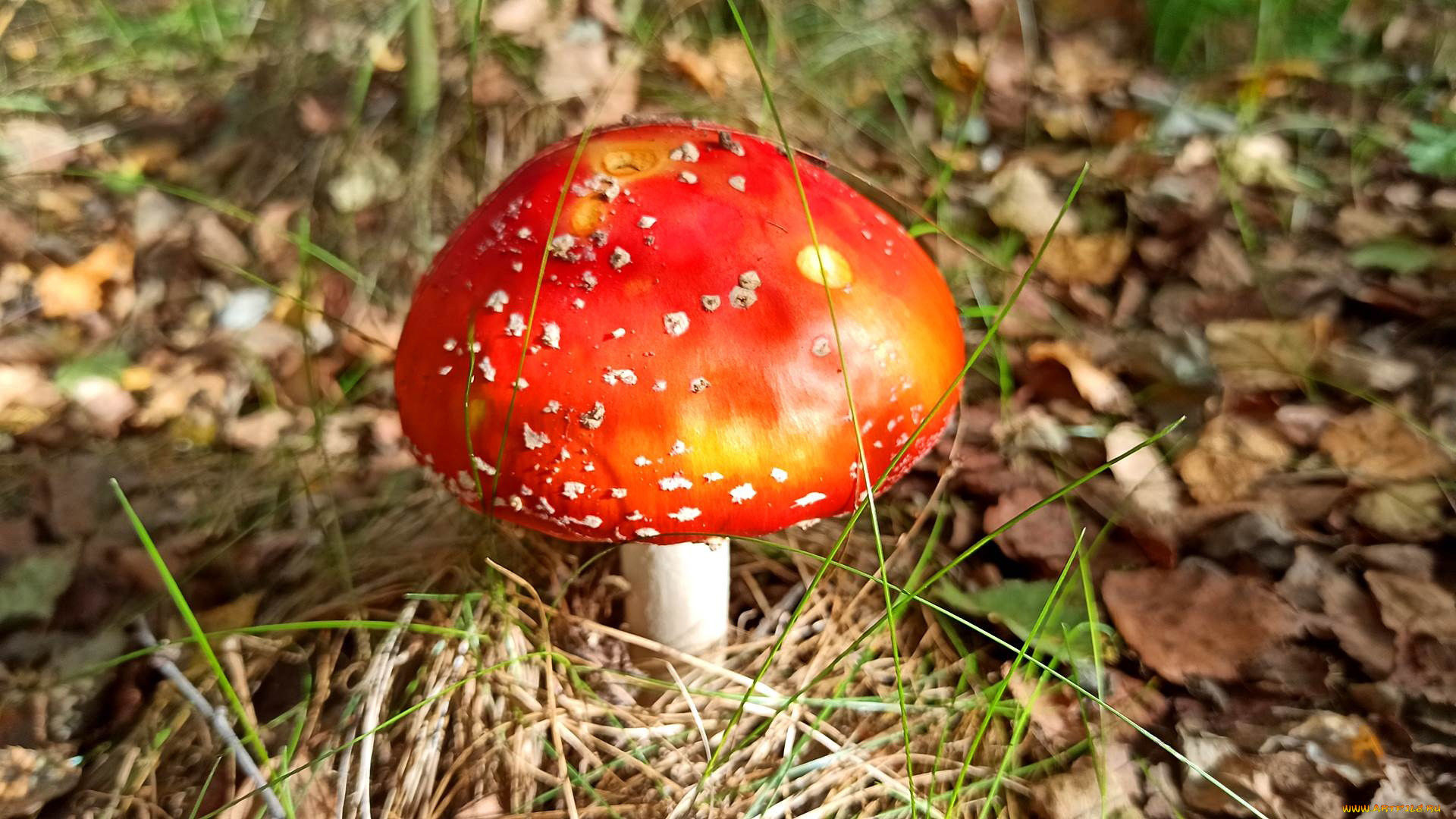, ,  , 